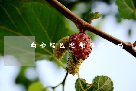 白金钱包逾期回款了吗 白金钱包逾期回款了吗