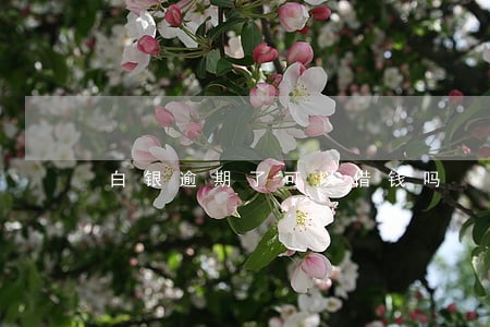 白银逾期了可以借钱吗 白银逾期了可以借钱吗