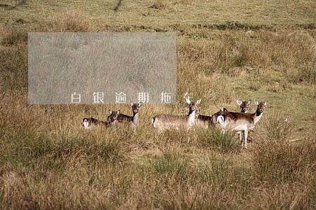 白银逾期拖车