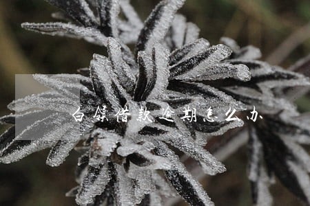 白领借款逾期怎么办 白领借款逾期怎么办