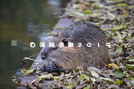 白领融逾期2019 白领融逾期2019