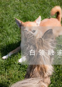 白领融逾期上征信吗 白领融逾期上征信吗