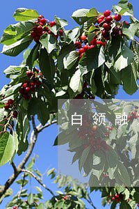 白领融逾期可以分期吗 白领融逾期可以分期吗