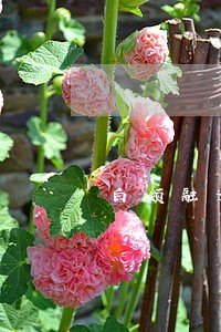白领融逾期可以申请延期吗 白领融逾期可以申请延期吗
