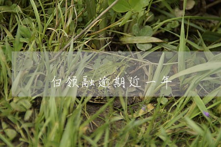 白领融逾期近一年 白领融逾期近一年