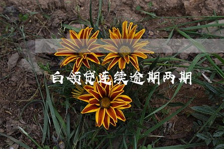 白领贷连续逾期两期 白领贷连续逾期两期