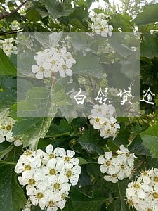 白领贷逾期两天会怎样 白领贷逾期两天会怎样