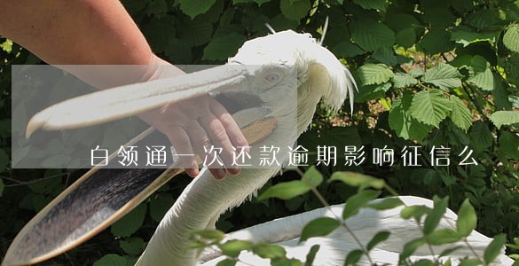 白领通一次还款逾期影响征信么 白领通一次还款逾期影响征信么