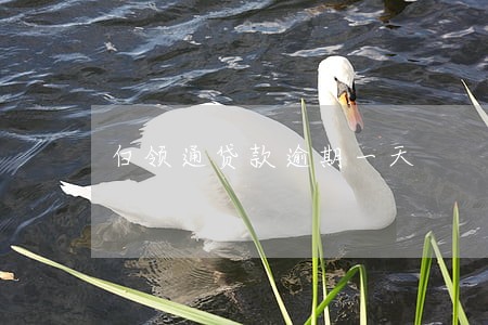 白领通贷款逾期一天 白领通贷款逾期一天