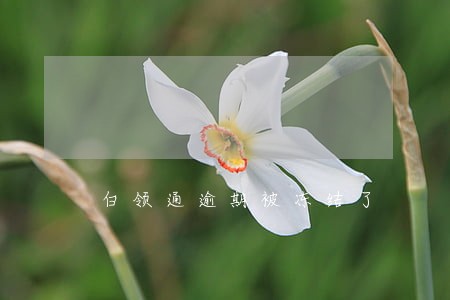 白领通逾期被冻结了 白领通逾期被冻结了