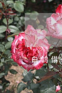 白鸽借款逾期还款 白鸽借款逾期还款