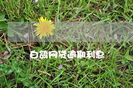 白鸽网贷逾期利息 白鸽网贷逾期利息