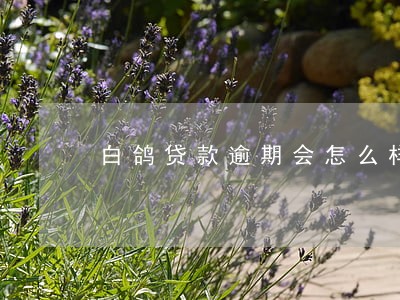 白鸽贷款逾期会怎么样