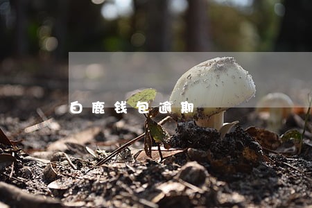 白鹿钱包逾期 白鹿钱包逾期