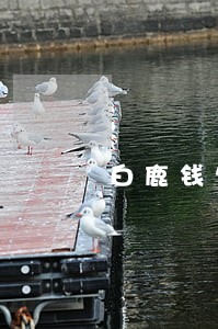 白鹿钱包逾期一天会爆通讯录吗 白鹿钱包逾期一天会爆通讯录吗