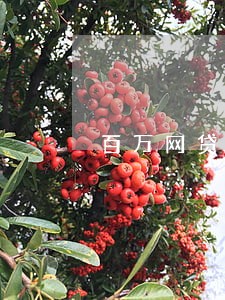 百万网贷逾期怎么处理 百万网贷逾期怎么处理