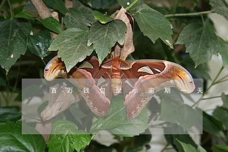 百万钱包显示逾期一天 百万钱包显示逾期一天