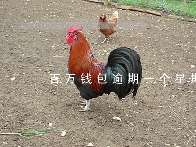 百万钱包逾期一个星期 百万钱包逾期一个星期