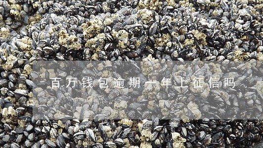 百万钱包逾期一年上征信吗 百万钱包逾期一年上征信吗