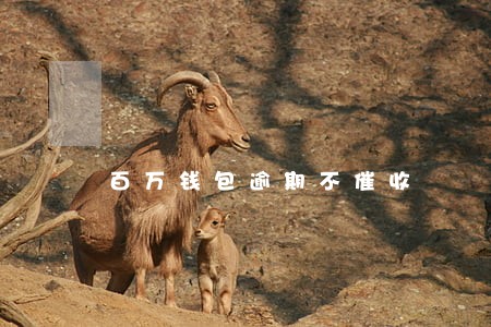 百万钱包逾期不催收