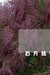 百万钱包逾期利息高吗 百万钱包逾期利息高吗