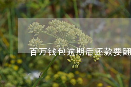 百万钱包逾期后还款要翻倍 百万钱包逾期后还款要翻倍