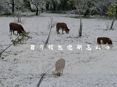 百万钱包逾期怎么办 百万钱包逾期怎么办