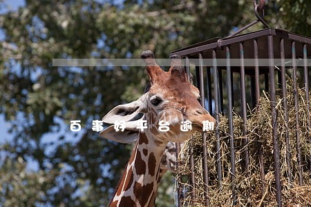 百事好平台逾期