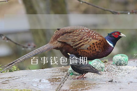 百事钱包逾期