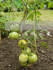 百亿凤凰逾期真的吗 百亿凤凰逾期真的吗
