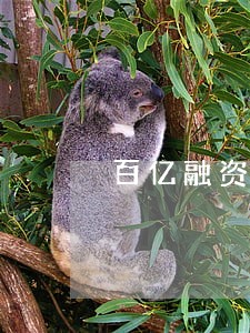 百亿融资租赁公司逾期