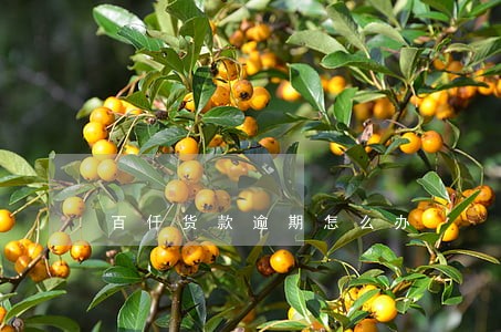 百仟货款逾期怎么办 百仟货款逾期怎么办
