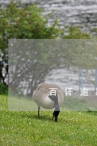 百仟逾期半年