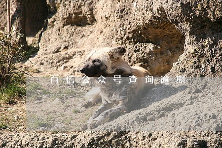 百信公众号查询逾期 百信公众号查询逾期