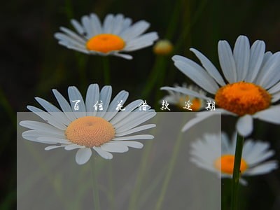 百信花借款逾期