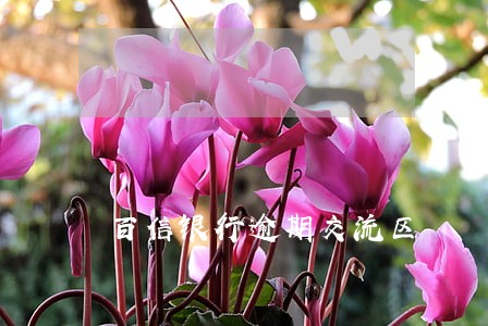 百信银行逾期交流区 百信银行逾期交流区