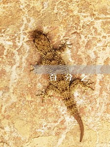 百分之三十的逾期费用