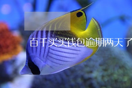 百千买买钱包逾期两天了 百千买买钱包逾期两天了