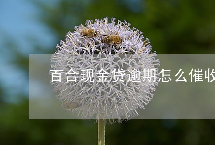 百合现金贷逾期怎么催收 百合现金贷逾期怎么催收