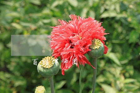 百姓律师团 百姓律师团