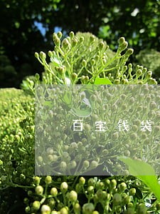 百宝钱袋逾期费多少 百宝钱袋逾期费多少
