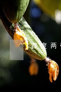 百度两张信用卡共逾期四次 百度两张信用卡共逾期四次