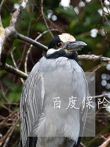百度保险最晚可以逾期多久