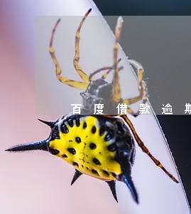 百度借款逾期几天 百度借款逾期几天