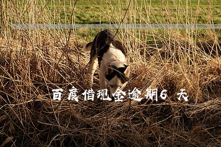 百度借现金逾期6天 百度借现金逾期6天