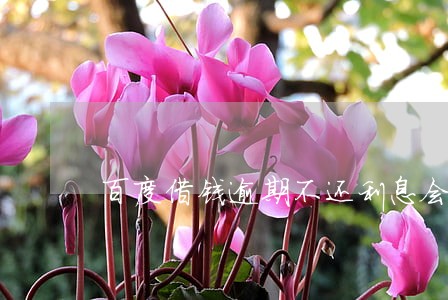 百度借钱逾期不还利息会高吗 百度借钱逾期不还利息会高吗