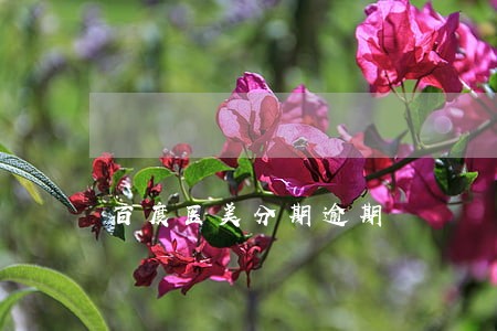 百度医美分期逾期 百度医美分期逾期