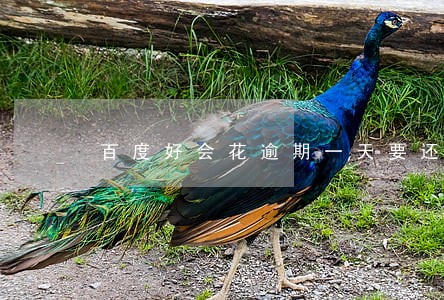 百度好会花逾期一天要还全额 百度好会花逾期一天要还全额