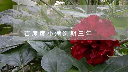 百度度小满逾期三年 百度度小满逾期三年