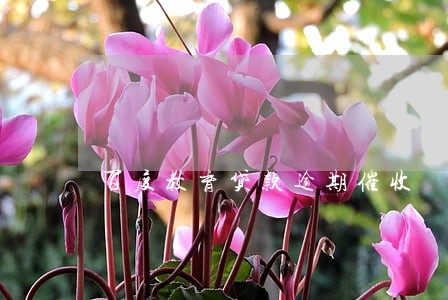 百度教育贷款逾期催收 百度教育贷款逾期催收